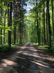 Forest Path with Sunlight and Shadows