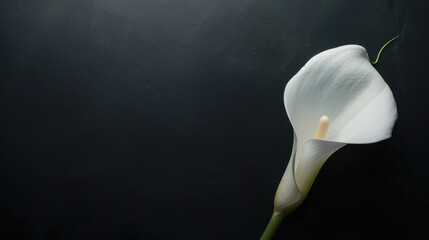 Canvas Print - Calla Lily on Black Background