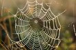 © Asaad - The intricate structure of a spider's web glistening with morning dew, showcasing its geometric perfection