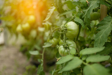 ripe red plum tomatoes in green foliage on bush. Growing of vegetables in greenhouse. High quality photo