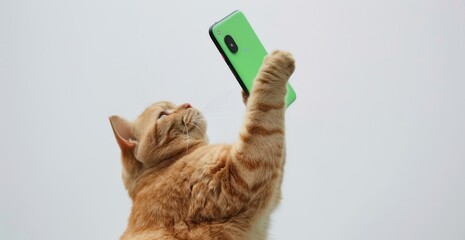 Wall Mural - A cute chubby cat is holding the phone with his right hand and lifting it up showing off its green colored design on a white background perspective shot taken from below close up