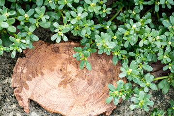 Wall Mural - Purslane or Portulaca oleracea branch green leaves and flowers on an old wooden background. top view.