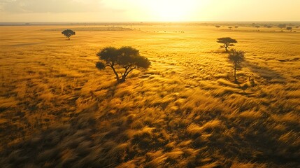 Wall Mural - A shroud at dawn with golden grasses image