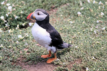 Canvas Print - A view of an Atlantic Puffin on Skomer Island