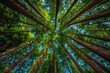 © Cetin - Stunning wide-angle view of the canopy from below, showcasing tall trees with lush green leaves in an expansive forest under a blue sky