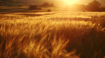 Poster - A wheat field img