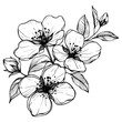 © krash20 - Hand drawn highly detailed blooming apple flowers