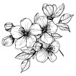 © krash20 - Hand drawn highly detailed blooming apple flowers