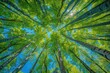 © Bijac - enchanted forest canopy viewed from below with sunlight filtering through vibrant green leaves towering tree trunks frame the scene creating a mesmerizing pattern against the azure sky
