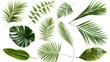 © Mehak - set of green leaves isolated png transparent background
