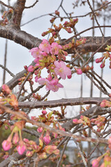 Poster - 圓光寺の淡桜園の桜