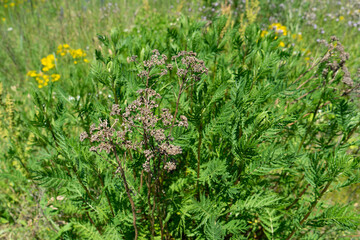 Summer colorful meadow