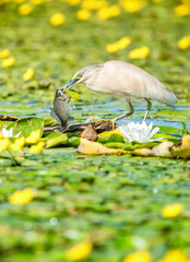 Wall Mural - heron in the wetlands with fish in beak