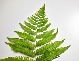 Poster - Single green fern leaf isolated on white background. Detailed and vibrant, perfect for botanical and nature-themed projects. 