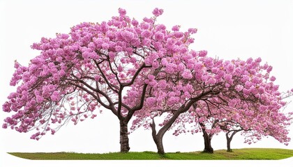 Poster - magenta cherry blossom flowers tree branches png image