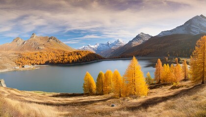 Poster - panoramic view of lake sils silsersee in autumn season upper engadine valley switzerland