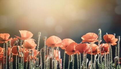 Canvas Print - peaceful red poppy flower field for anzac and memorial day banner with copy space on dark background