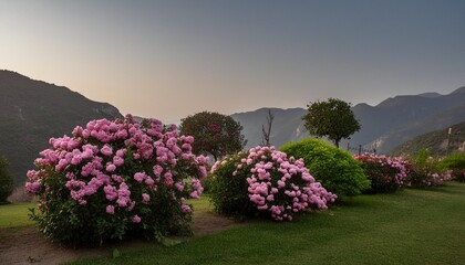 Canvas Print - various types of pink flowers bushes shrub