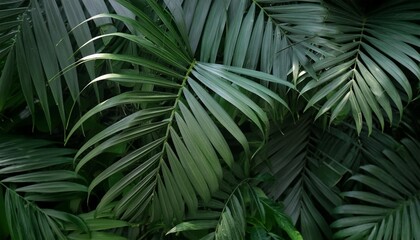 Wall Mural - abstract palm leaf texture dark green foliage nature background