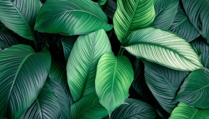 Wall Mural - leaves of spathiphyllum cannifolium abstract green texture nature background tropical leaf