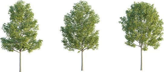 fraxinus tree 4k png cutout transparent background