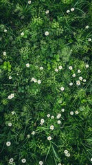 Wall Mural - High-Resolution AI-Generated Wallpaper of a Beautiful Summer Field with White Flowers and Lush Green Grass, Top-Down Botanical View