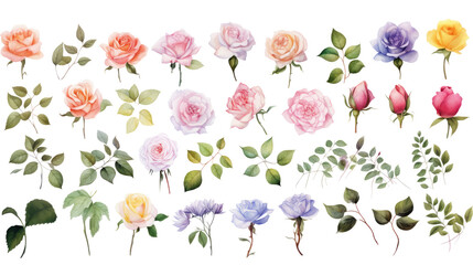 Wall Mural - Set of watercolor rose painting isolated on clear png background and transparent background. Fresh and nature concept for nature decorative and flower element, AI generative.