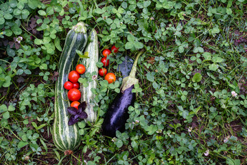 Aufkleber - Homegrown vegetables on an organic domestic farm