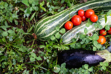 Aufkleber - Homegrown vegetables on an organic domestic farm