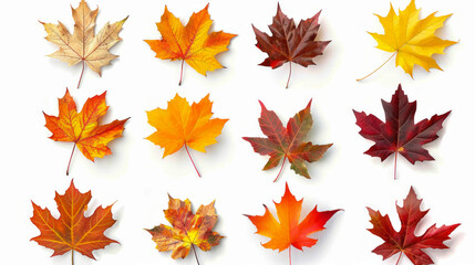 Wall Mural - collection of vibrant autumn maple leaves in various colors and shapes on a white background