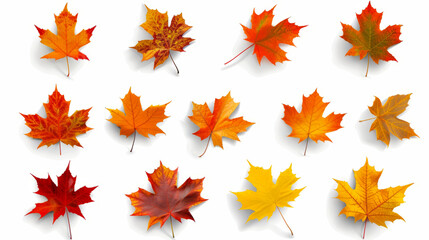 Wall Mural - colorful collection of autumn maple leaves in various shades