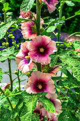 Canvas Print - Pink Flowers Details