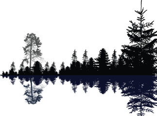 Wall Mural - pine trees in black fir forest with reflection