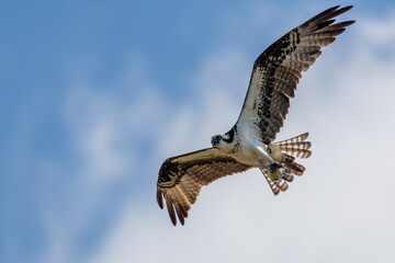 Wall Mural - osprey flying near nest