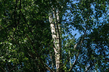 Birch and leaves. Birch tree trunk on the background of leaves and blue sky