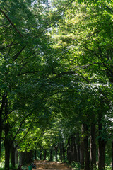 Green thick foliage of a tree in the park. Sunlight falls on thick green leaves