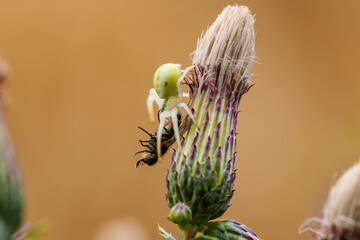 Wall Mural - A Yellow Crab Spider is hunting on a flower in its natural habitat, getting ready for its prey