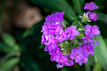 Wall Mural - purple