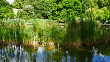 Beau lac et fontaine avec eau limpide vert et de hautes herbes dépassant de l'eau, en plein milieu d'un parc urbain et avec reflet de la lumière et avec fond naturel et de forêt, bien-être