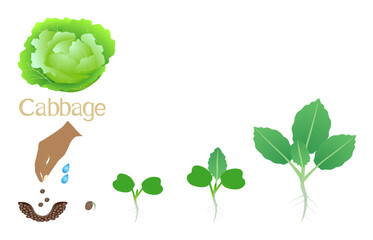 Wall Mural - Sequence of a plant of a cabbage growing isolated on white..eps