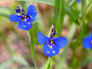 Wall Mural - Closeup of blue flowers of Commelina dianthifolia, birdbill dayflower