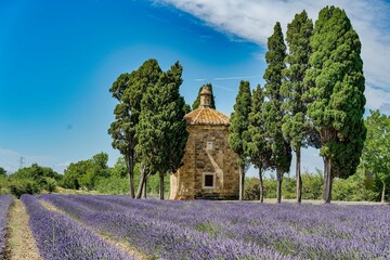 Wall Mural - Blooming lavender flowers in the Tuscan countryside near Bolgheri Tuscany Italy