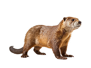 Aufkleber - otter animal isolated on transparent background