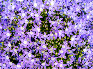 Wall Mural - Blue and white flowers of Campanula garganica W H Paine