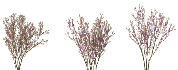 Wall Mural - cercis chinensis (the chinese redbud) flowering street trees medium and small isolated png on a tran