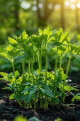 Wall Mural - Spices and Herbs, Lovage plant (Levisticum officinale) growing in the garden.