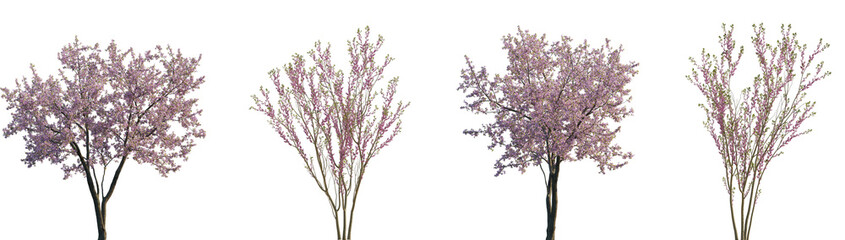Wall Mural - set of cherry trees sakura (prunus cerasus) and cercis chinensis (the chinese red) blossoming fronta