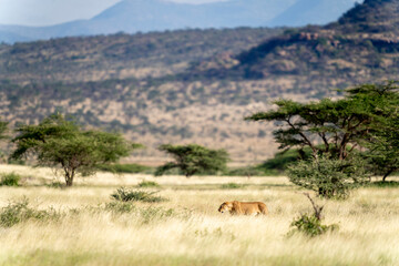 lion in samburu national park
