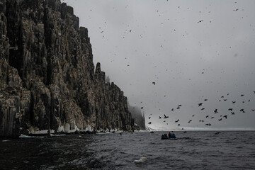 Canvas Print - Rock cliff with birds