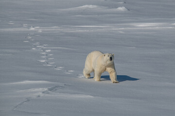 Canvas Print - Polar bear on the ice